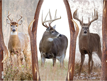 Tervis 20oz Stainless Steel Tumbler | Deer Trio