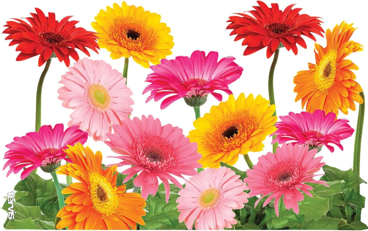 Tervis Gerbera Daisies Made in USA Double Walled Insulated Tumbler Travel Cup Keeps Drinks Cold & Hot, 16oz, Classic